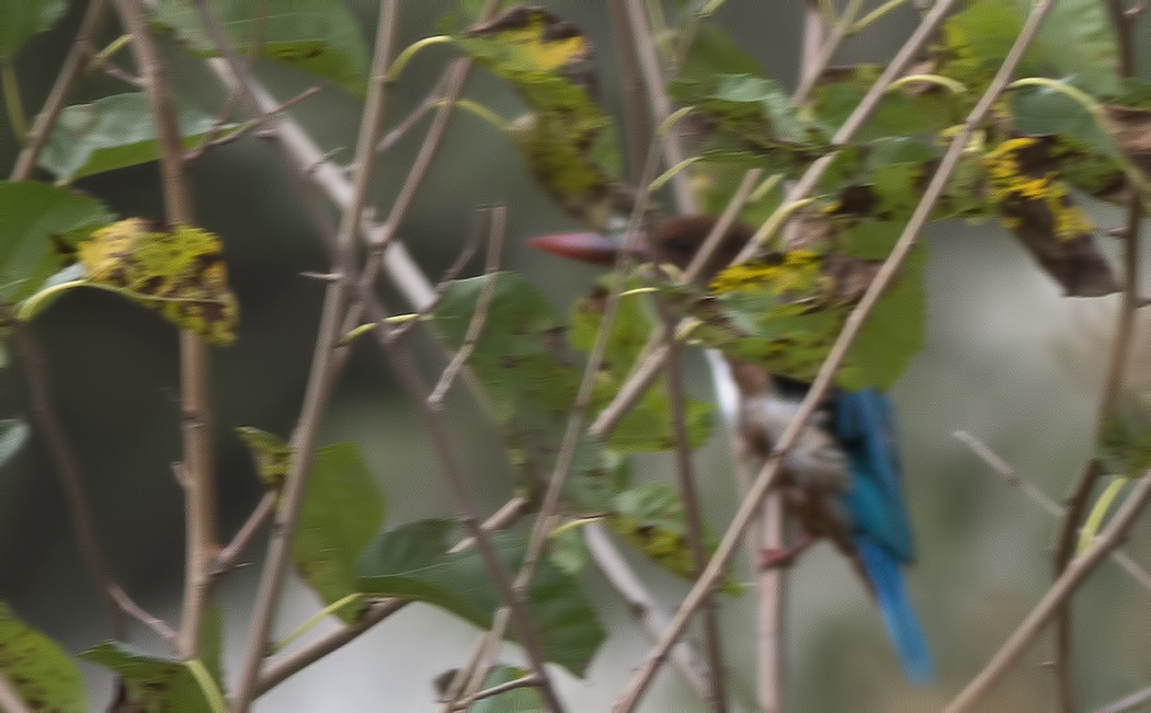 White-throated Kingfisher